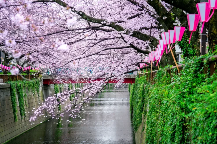 hanami-fioritura-dei-ciliegi-primavera-giappone