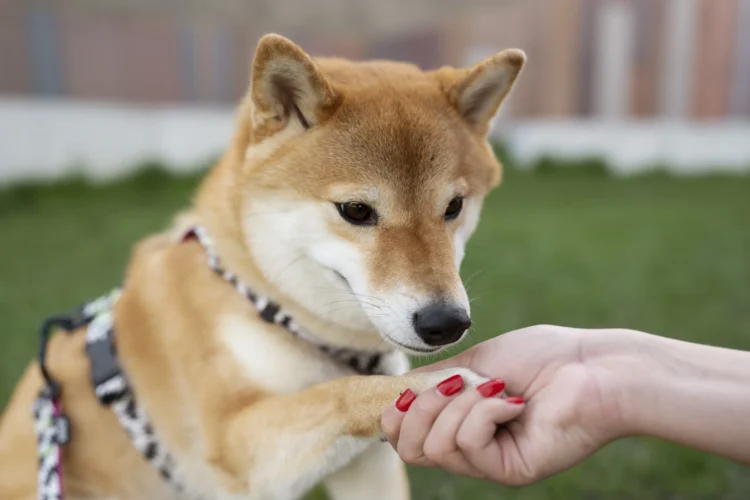 giornata-internazionale-del-cane-cani-in-diverse-culture