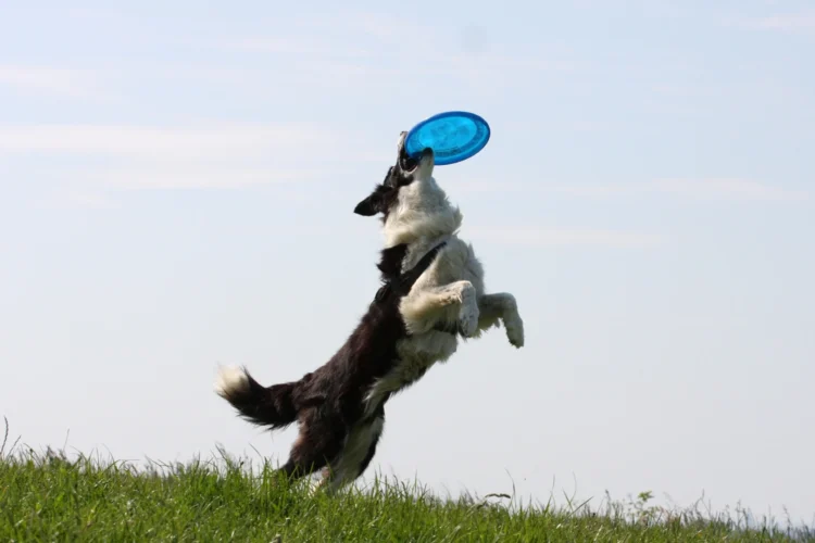 giornata-internazionale-del-cane-epoca-contemporanea-animali-domestici-e-sport