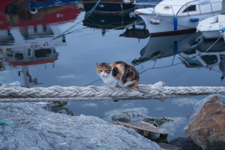 8-agosto-giornata-mondiale-del-gatto-gatti-in-asia-cina