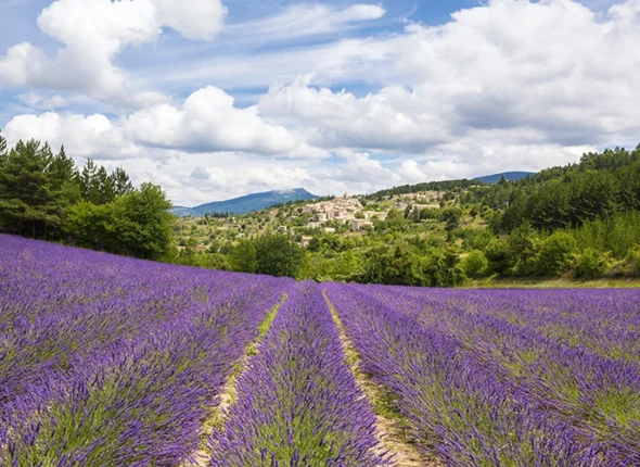 la-bellezza-dei-campi-provenzali